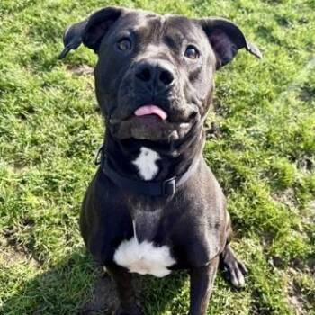 Mixed Breed Dogs Available for Adoption - Pepsi | PetCurious