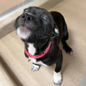 Ava -  Mixed Breed Dog for Adoption in Oshkosh, Wisconsin - Ava | PetCurious