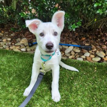 Winter -  Shepherd Dog for Adoption in Raleigh, North Carolina - Winter | PetCurious
