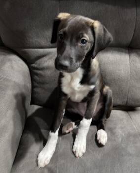 Hound Dogs Available for Adoption - Lola | PetCurious