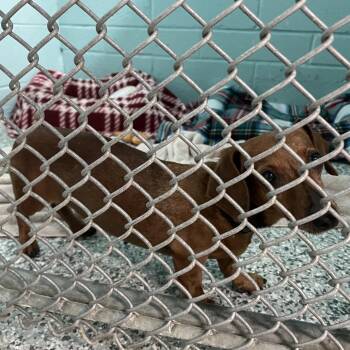 Dachshund Dogs Available for Adoption in Port Charlotte, Florida - Kielbasa | PetCurious