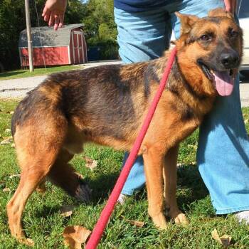 Wiley -  German Shepherd Dog Dog for Adoption in Warrensburg, Missouri - Wiley | PetCurious