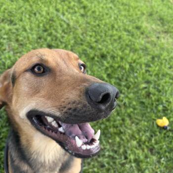 Bingley -  German Shepherd Dog Dog for Adoption in Pearland, Texas - Bingley | PetCurious