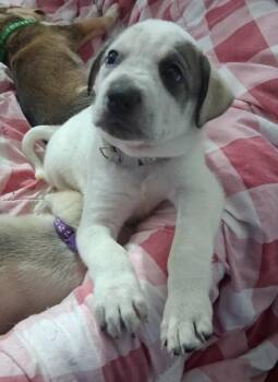 Lottie/3 -  Cattle Dog and German Shepherd Dog Dog for Adoption in Thompson Falls, Montana - Lottie/3 | PetCurious