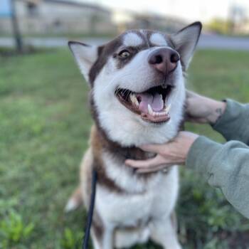 Rescue Husky Dogs for Adoption in Columbia, South Carolina - Takis | PetCurious