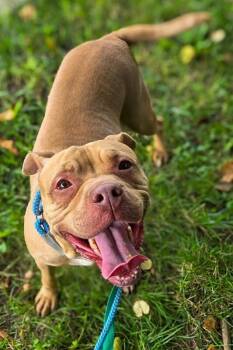 Mogwai -  Mixed Breed Dog for Adoption in Cincinnati, Ohio - Mogwai | PetCurious