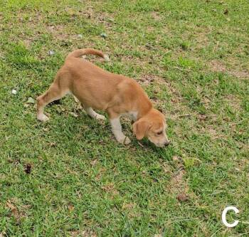 Mixed Breed Dogs Available for Adoption in Taycheedah, Wisconsin - Canyon | PetCurious