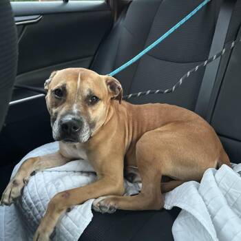 Cheese - Fee Sponsored -  Pit Bull Terrier and Mixed Breed Dog for Adoption - Cheese - Fee Sponsored | PetCurious