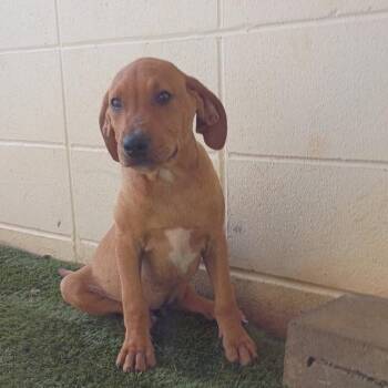 R169004 Bull Dozer -  Mixed Breed Dog for Adoption in Port Washington, New York - R169004 Bull Dozer | PetCurious