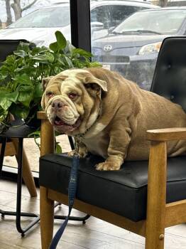 Rescue English Bulldog Dogs for Adoption in Ventura, California - Coco | PetCurious