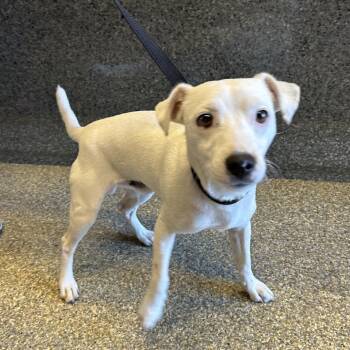Dakota -  Jack Russell Terrier Dog for Adoption in San Gabriel, California - Dakota | PetCurious