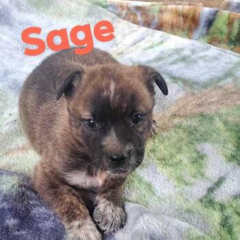 Rescue Australian Cattle Dog Blue Heeler Dogs for Adoption in Kempner, Texas - Sage | PetCurious
