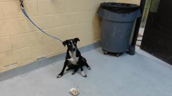 TANGO -  Australian Cattle Dog Blue Heeler and Mixed Breed Dog for Adoption in Tulsa, Oklahoma - TANGO | PetCurious