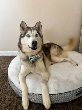 Buddy -  Husky and Siberian Husky Dog for Adoption in Los Angeles, California - Buddy | PetCurious