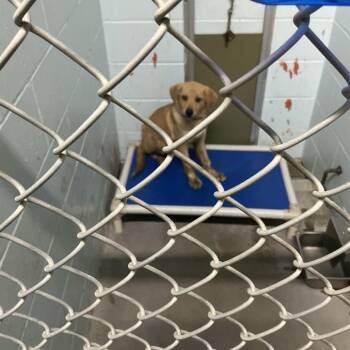 Golden Retriever Dogs Available for Adoption - Krug | PetCurious