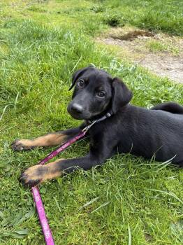 Doberman Pinscher Dogs Available for Adoption - Vicky | PetCurious