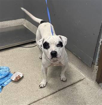 LEWIS -  Staffordshire Bull Terrier and Mixed Breed Dog for Adoption in Tallahassee, Florida - LEWIS | PetCurious
