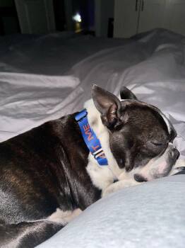 Boston Terrier Dogs Available for Adoption in Van Vleck, Texas - Magnum | PetCurious