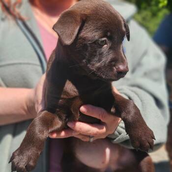Chocolate Labrador Retriever Dogs Available for Adoption in Gloucester, Virginia - Godiva | PetCurious
