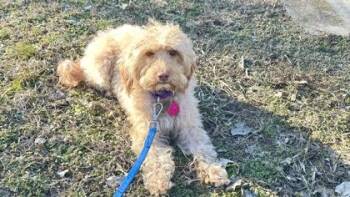 Poodle and Wheaten Terrier Dogs Available for Adoption - Hazel | PetCurious
