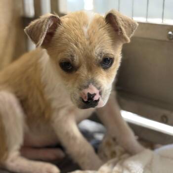 Mixed Breed Dogs Available for Adoption - Trudy | PetCurious