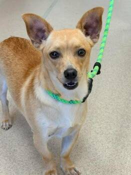 Chloe -  Chihuahua Dog for Adoption in Madison, Georgia - Chloe | PetCurious