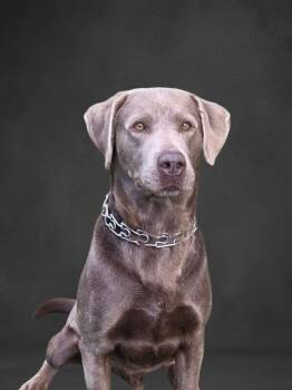 Rescue Labrador Retriever Dogs for Adoption in Elizabethton, Tennessee - DEWEY | PetCurious