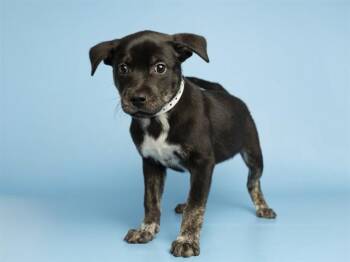KAIA -  Pit Bull Terrier Dog for Adoption in Phoenix, Arizona - KAIA | PetCurious