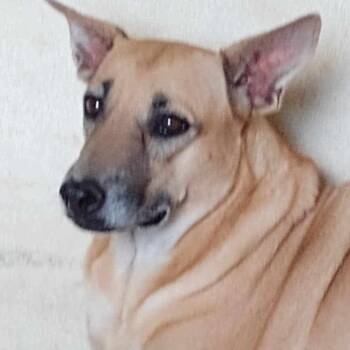Mama (20250502-04) -  Mixed Breed Dog for Adoption in Niagara Falls, Ontario - Mama (20250502-04) | PetCurious