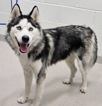 Rescue Siberian Husky Dogs for Adoption in Lindenhurst, New York - 25-452 | PetCurious