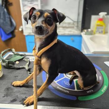 Chihuahua and Terrier Dogs Available for Adoption in Wahiawa, Hawaii - Nutella | PetCurious
