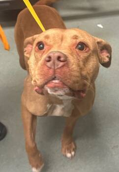 Rescue American Staffordshire Terrier Dogs for Adoption in Raleigh, North Carolina - Lucy | PetCurious