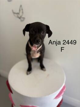 Rescue Chihuahua and Terrier Dogs for Adoption in Los Angeles, California - Anja | PetCurious