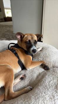Callie -  Mixed Breed Dog Available for Adoption in Valley Stream, New York - Callie | PetCurious