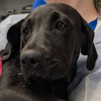 Artemis -  Black Labrador Retriever and Mixed Breed Dog for Adoption in Greenville, South Carolina - Artemis | PetCurious
