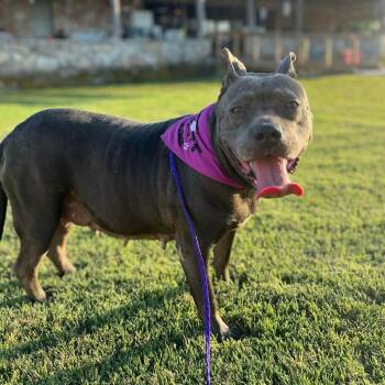 PRINCESS (Bleeding Heart Society) -  Pit Bull Terrier Dog for Adoption in Spring, Texas - PRINCESS (Bleeding Heart Society) | PetCurious