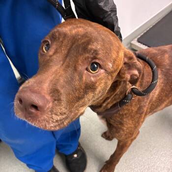 Tai -  Pit Bull Terrier and Mixed Breed Dog for Adoption in Abilene, Texas - Tai | PetCurious