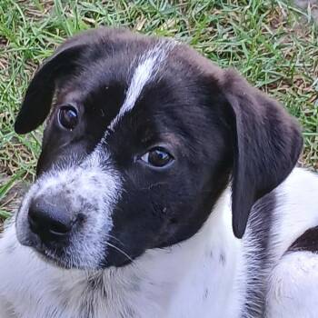 Moana - teal -  Australian Cattle Dog Blue Heeler and Mixed Breed Dog for Adoption in Greenfield, Indiana - Moana - Teal | PetCurious