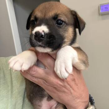 Annie -  Puggle and Beagle Dog for Adoption - Annie | PetCurious