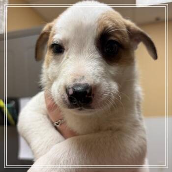 FWT Evan -  Shepherd and Mixed Breed Dog for Adoption in Midland, Texas - FWT Evan | PetCurious