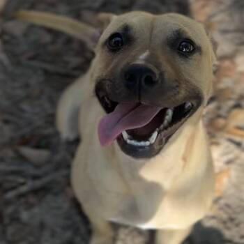 Mixed Breed Dogs Available for Adoption - Dixie | PetCurious