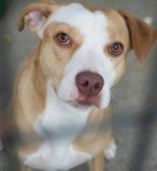 Rescue Pit Bull Terrier and Mixed Breed Dogs for Adoption in Bowling Green, Kentucky - Peaches | PetCurious