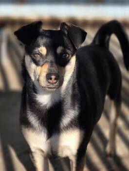 Rescue Chihuahua and Terrier Dogs for Adoption in Santa Rosa, California - Skye | PetCurious