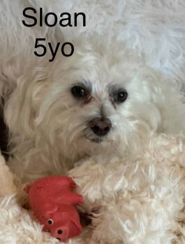 Rescue Maltese Dogs for Adoption in Columbia, Tennessee - Sloan CP | PetCurious