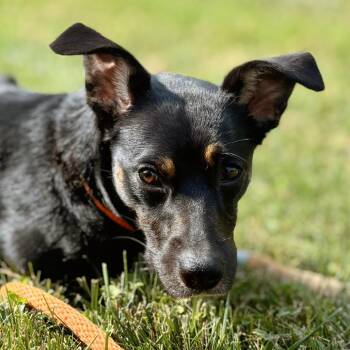 Sadie -  Mixed Breed Dog for Adoption in Nashville, Indiana - Sadie | PetCurious