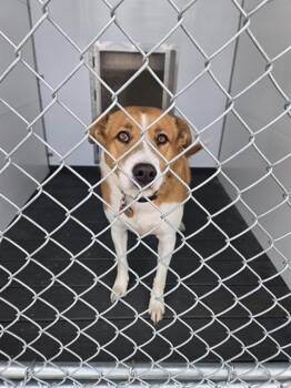 Australian Cattle Dog Blue Heeler and Mixed Breed Dogs Available for Adoption in Casper, Wyoming - GINGER | PetCurious