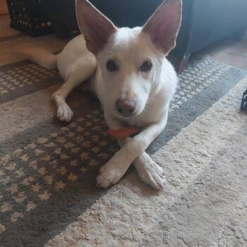 Rescue White German Shepherd Dogs for Adoption in Coldwater, Michigan - Jacob | PetCurious