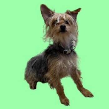 Yorkshire Terrier and Mixed Breed Dogs Available for Adoption - TUSC-Stray-83274 | PetCurious