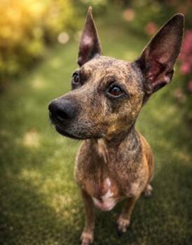 Sugar Pie -  Terrier Dog for Adoption in Palm Harbor, Florida - Sugar Pie | PetCurious