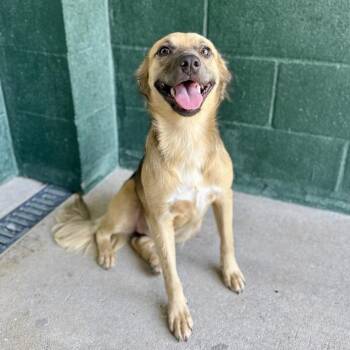 Basil -  Terrier and Shepherd Dog for Adoption in Carencro, Louisiana - Basil | PetCurious